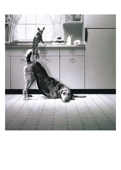 Dogs at Sink Greeting Card Dogs at Sink Greeting Card