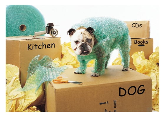 Moving Dog New Home Greeting Card Moving Dog New Home Greeting Card