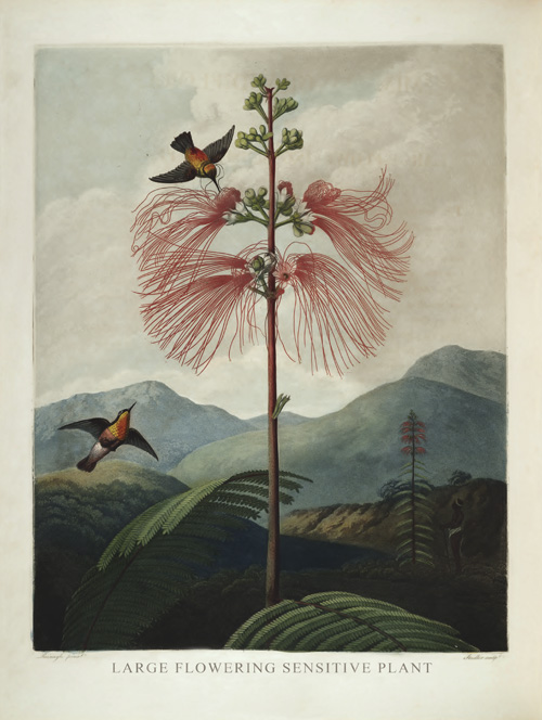BP10 - Large Flowering Sensitive Plant BP10 - Large Flowering Sensitive Plant