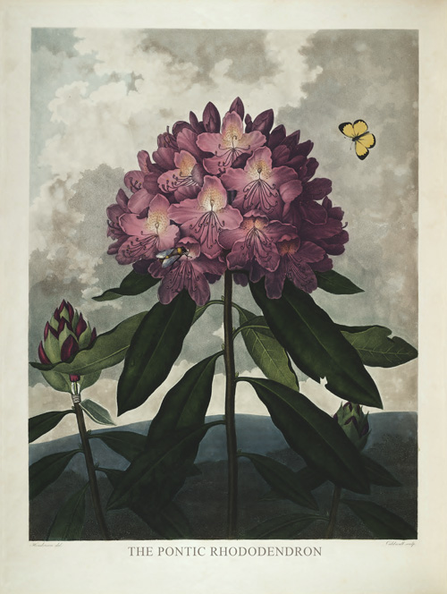 BP06 - The Pontic Rhodedendron BP06 - The Pontic Rhodedendron