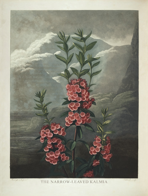 BP07 - The Narrow Leaved Kalmia BP07 - The Narrow Leaved Kalmia