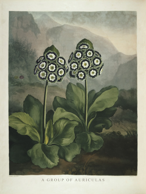 BP09 - A Group of Auriculas BP09 - A Group of Auriculas