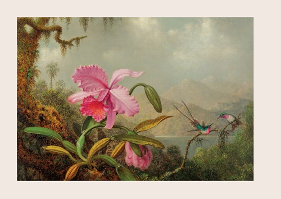 Orchids and Hummingbirds by Martin Johnson Heade