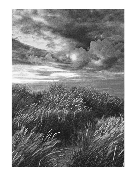 Marram Grass - 40x30cm B&W Print by Max Hernn - Click Image to Close