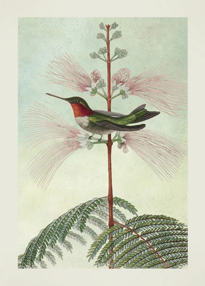 JT26 - Ruby-Throated Hummingbird by Rene Primevere