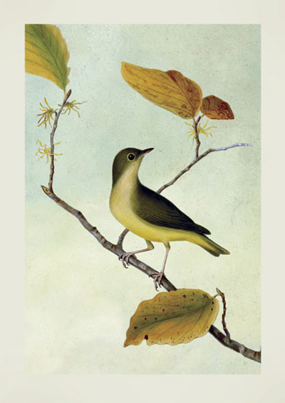 JT28 - The Black-Throated Green Warbler