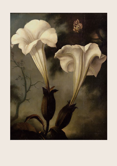 MC28 - Nocturnal Butterfly Boy Greeting Card by Stephen Mackey